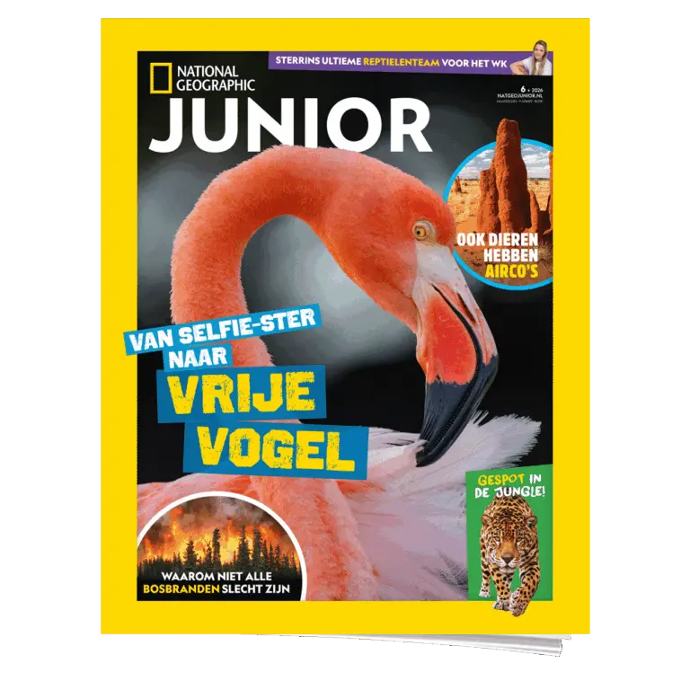 National Geographic Junior 6 | Flamingo
