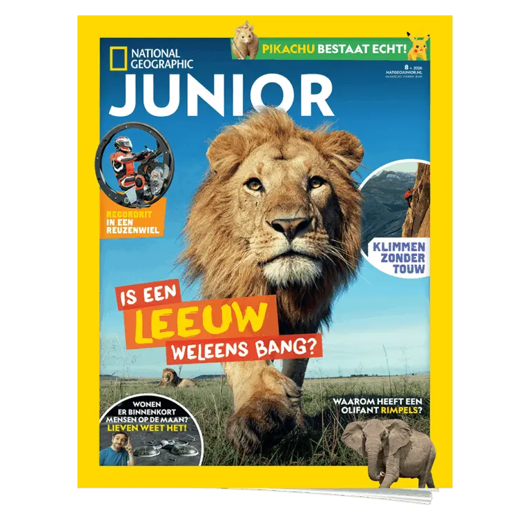 National Geographic Junior 8 | Leeuw